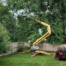 Best Emergency Tree Removal  in Castle Rock, CO