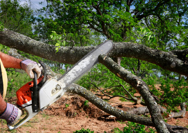 Best Hazardous Tree Removal  in Castle Rock, CO