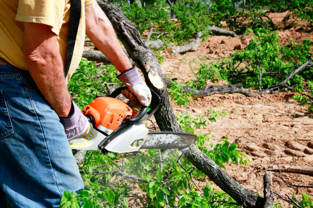 Best Lot and Land Clearing  in Castle Rock, CO